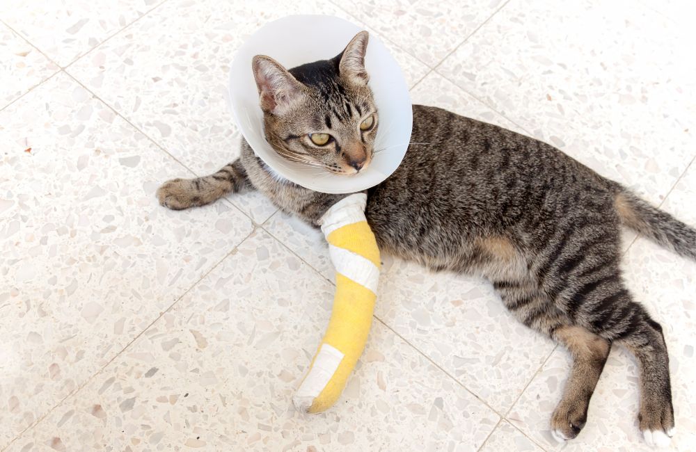 Most common cat disease: High-rise Syndrome