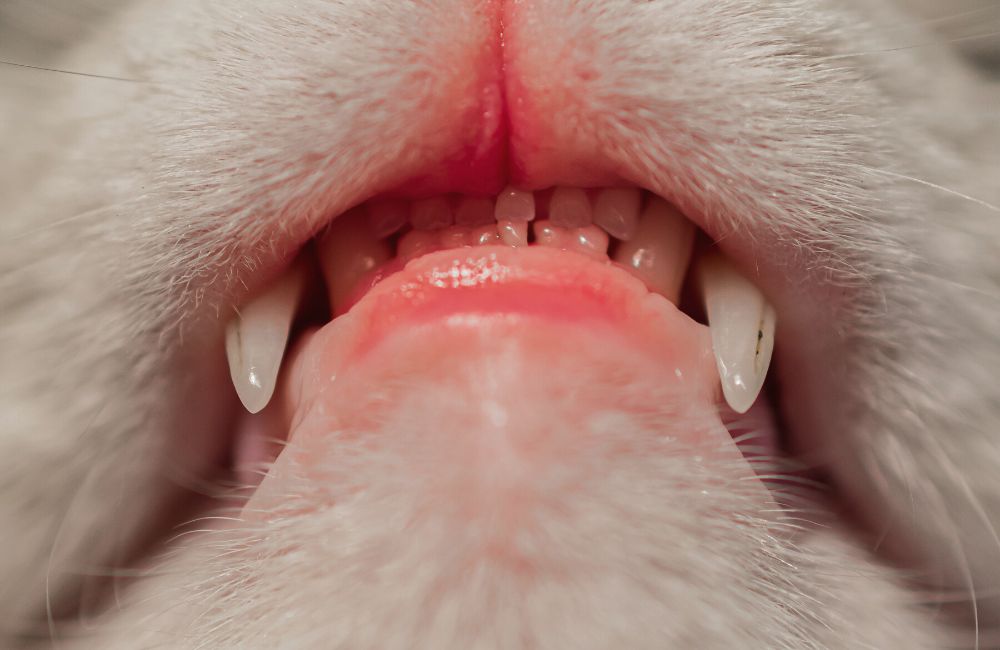 Cat Periodontal Disease