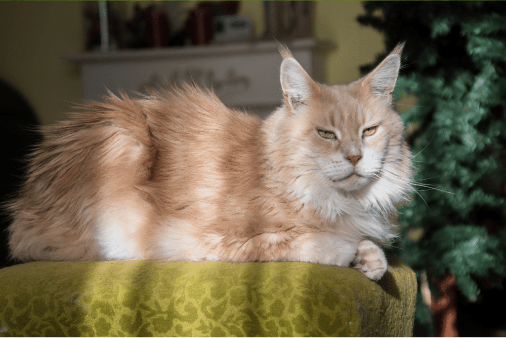 Maine Coon Ginger Colour