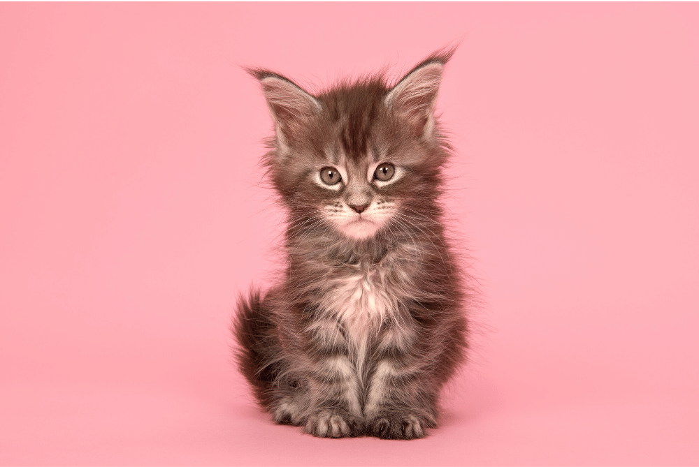 Maine Coon Small Kitten