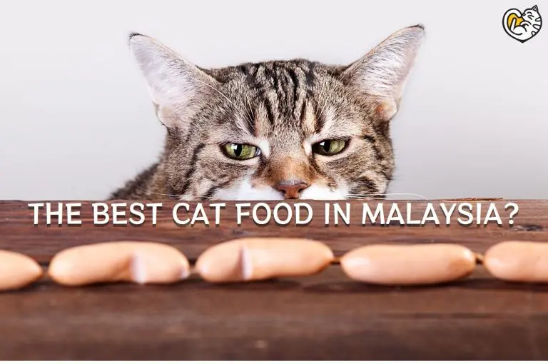 THE BEST CAT FOOD IN MALAYSIA