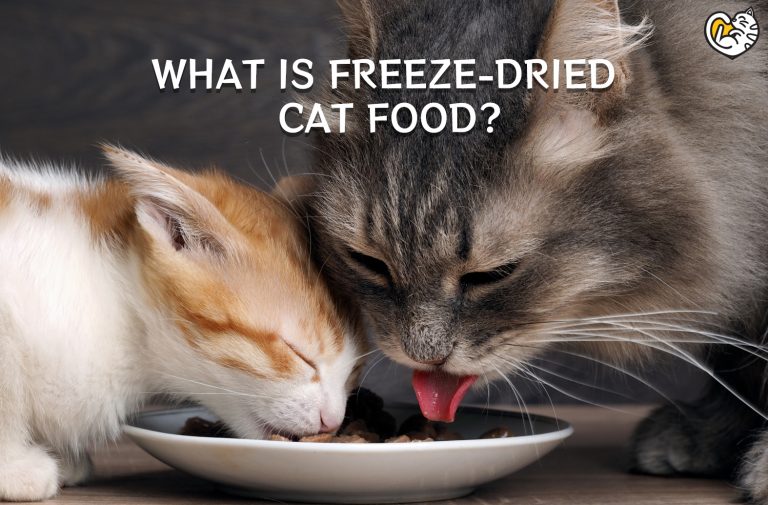 What Is Freeze-Dried Cat Food?