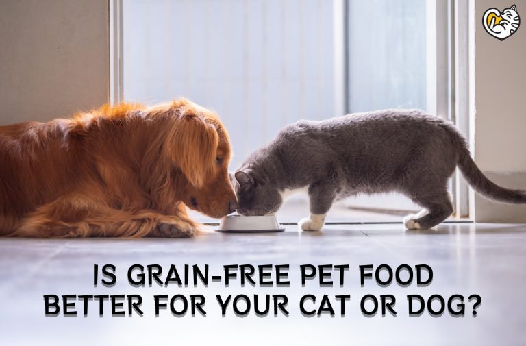 Is Grain-Free Pet Food Better for Your Cat or Dog?