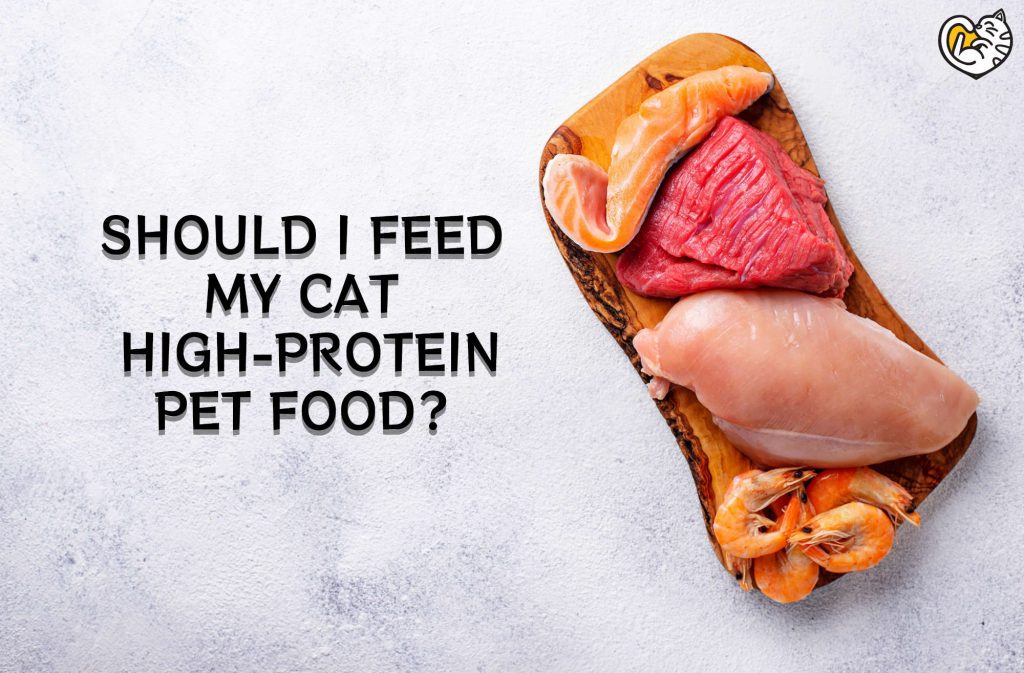 Should I Feed My Cat High Protein Pet Food?