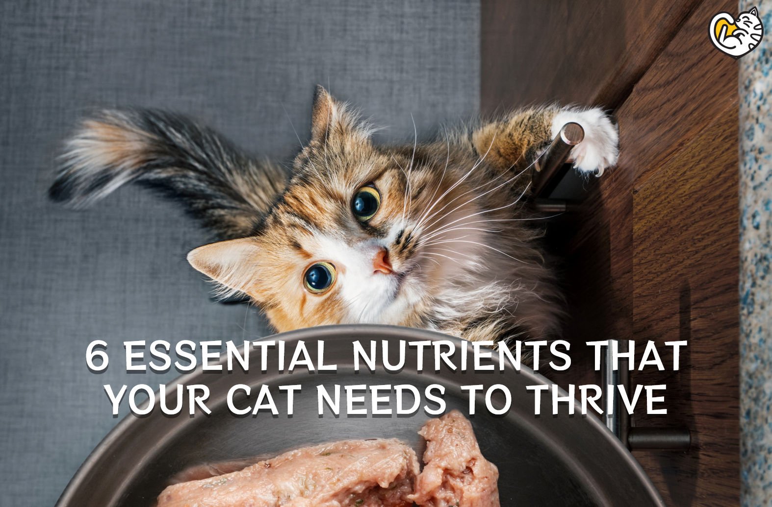 6 ESSENTIAL NUTRIENTS THAT YOUR CAT NEEDS TO THRIVE