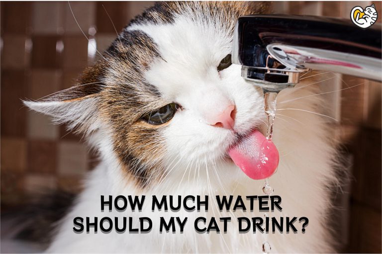 How Much Water Should My Cat Drink? Prevent Cat Dehydration