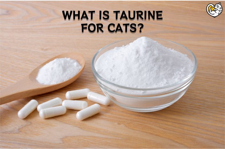 What is Taurine for Cats: Good Sources of Taurine for My Cats