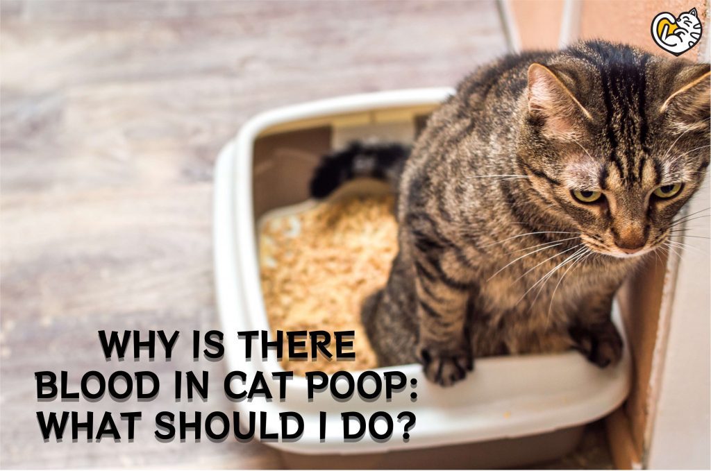Why Is There Blood in Cat Poop: What Should I Do?