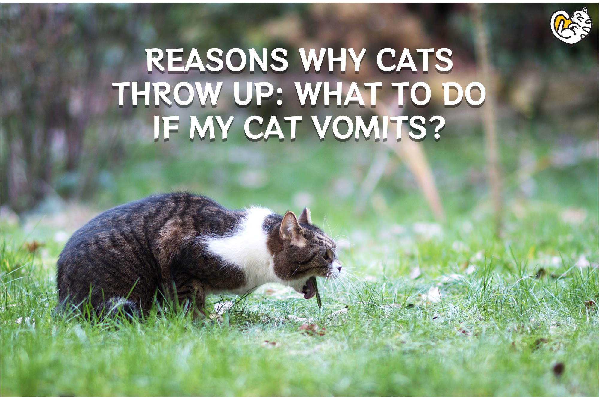 Why Cats Throw Up: What To Do If My Cat Vomits?