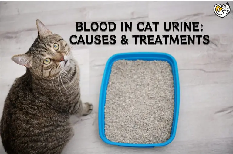 Blood in Cat Urine: Causes and Treatments for Cat Peeing Blood