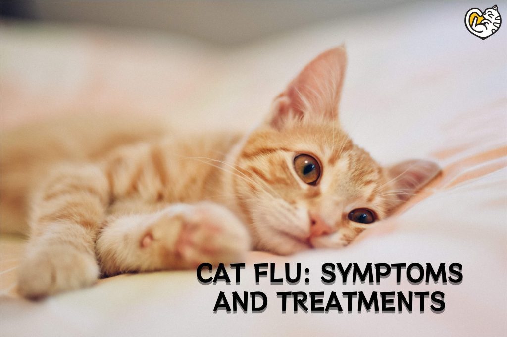 Cat Flu: Symptoms and Treatments
