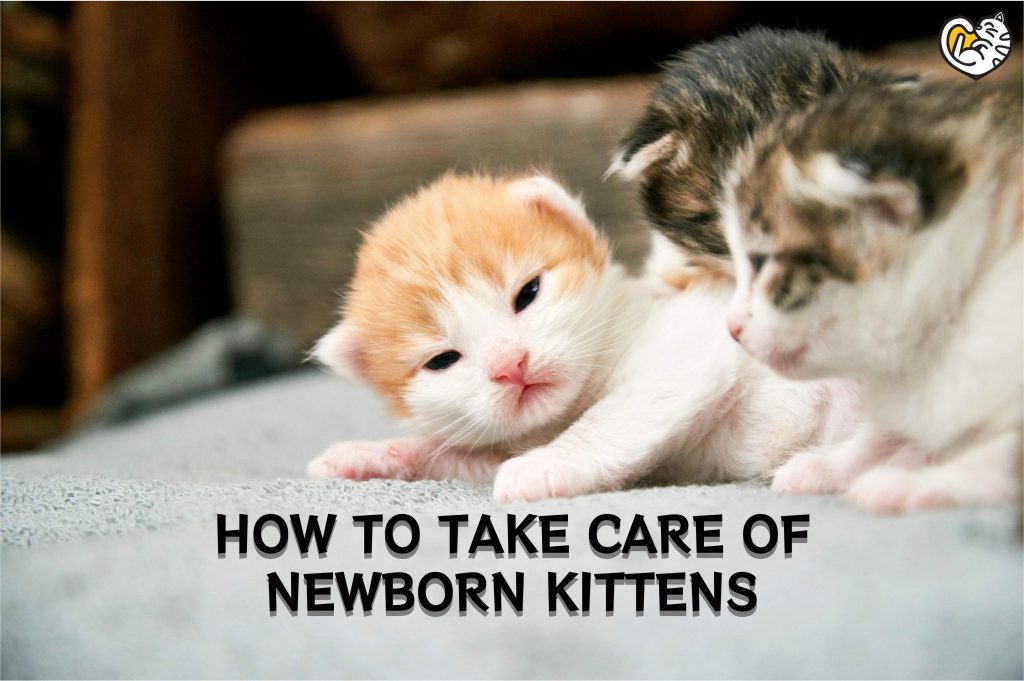 Cara Menjaga Anak Kucing yang Baru Lahir