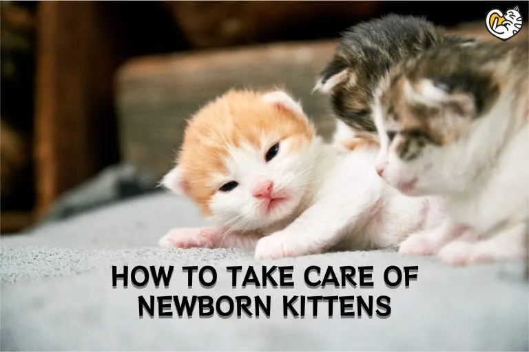 HOW TO TAKE CARE OF NEWBORN KITTENS