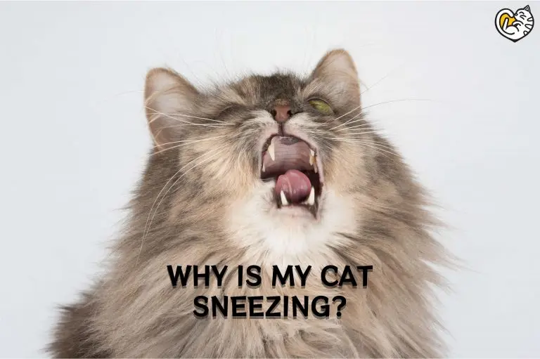 WHY IS MY CAT SNEEZING