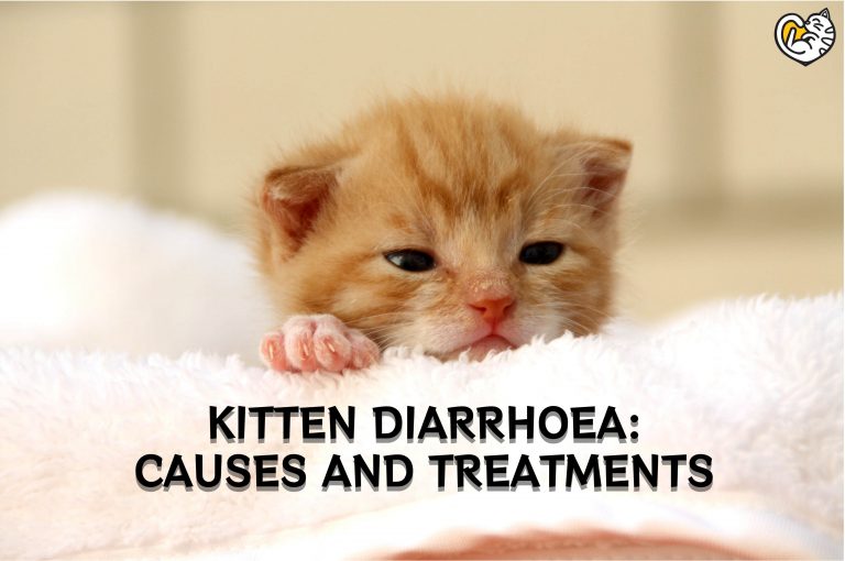 Kitten Diarrhoea: Causes and Treatments