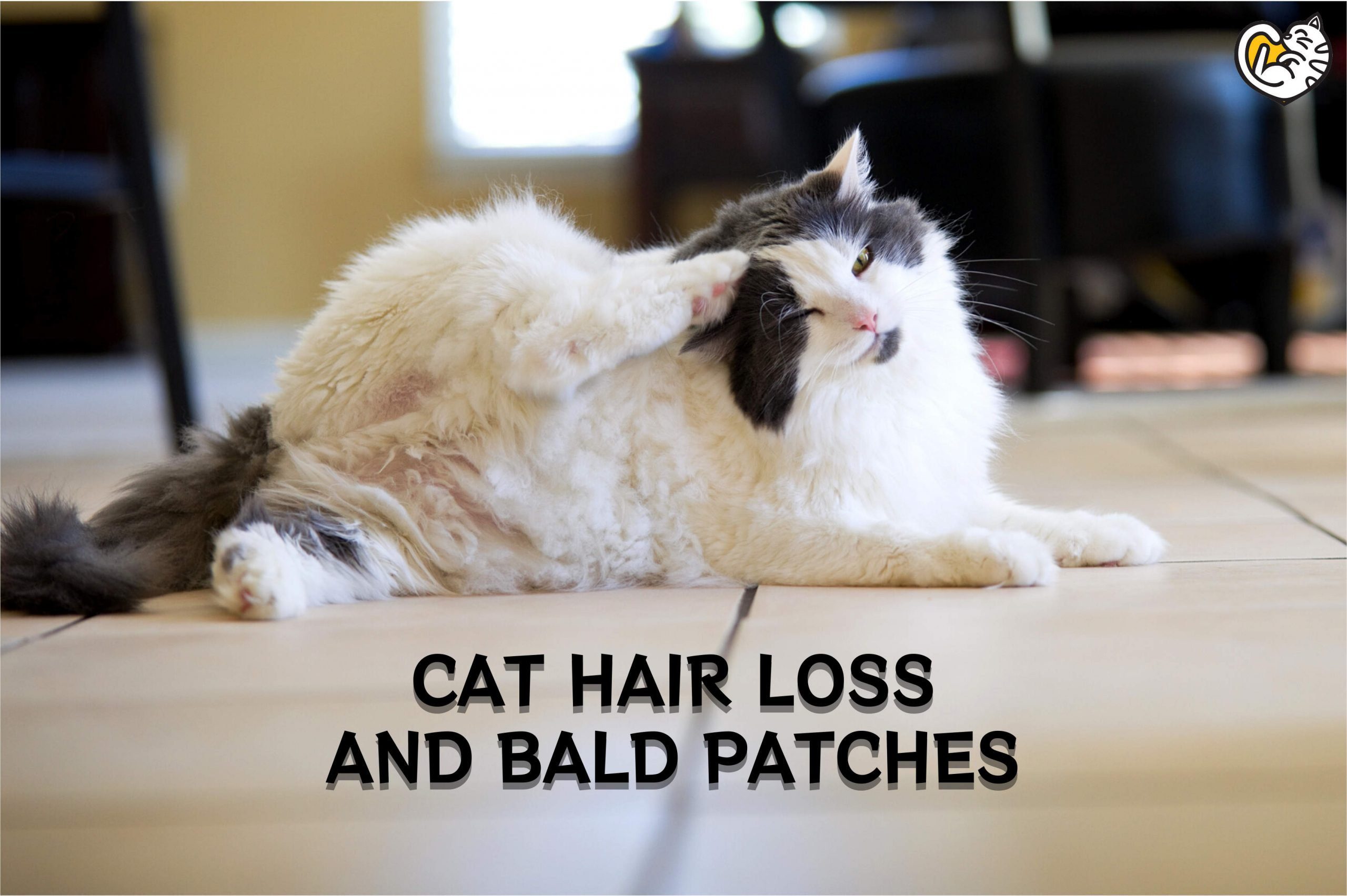rambut kucing gugur