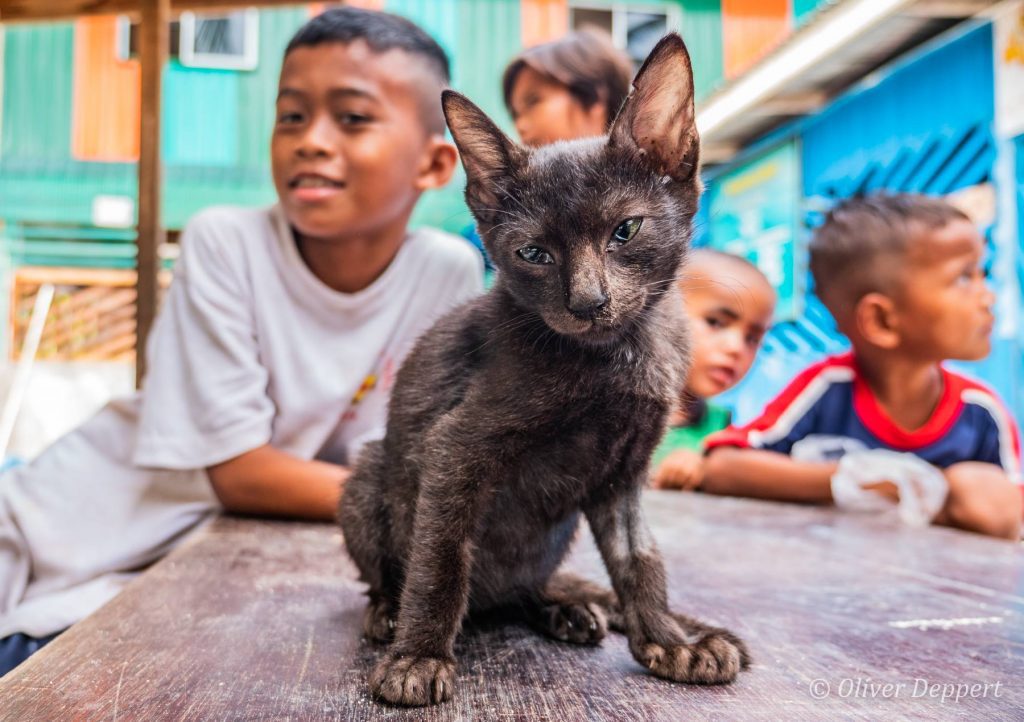 Penerimaan haiwan peliharaan di Malaysia Penerimaan kucing Penerimaan anjing