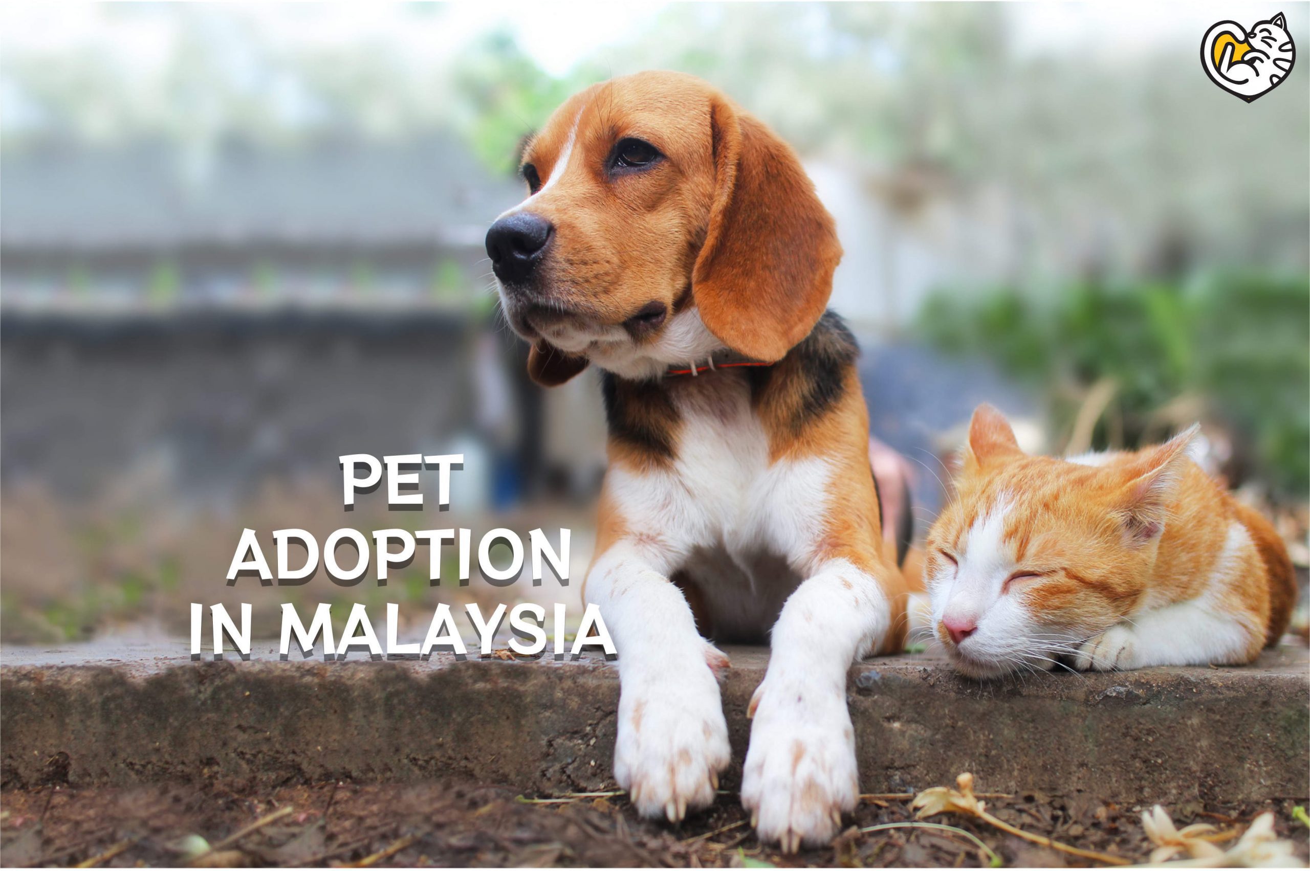Pet Adoption in Malaysia; cat adoption; dog adoption