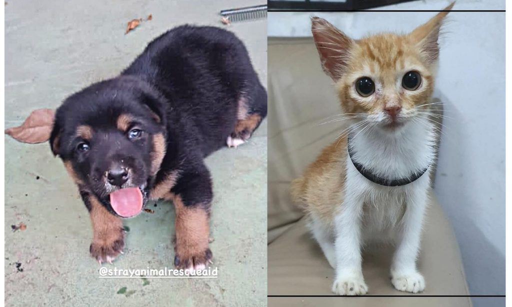 Pet adoption in Malaysia
Cat adoption
Dog adoption