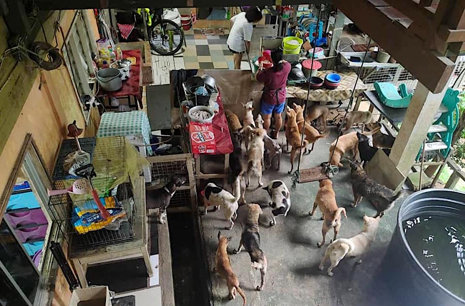 Penerimaan haiwan peliharaan di Malaysia Penerimaan kucing Penerimaan anjing