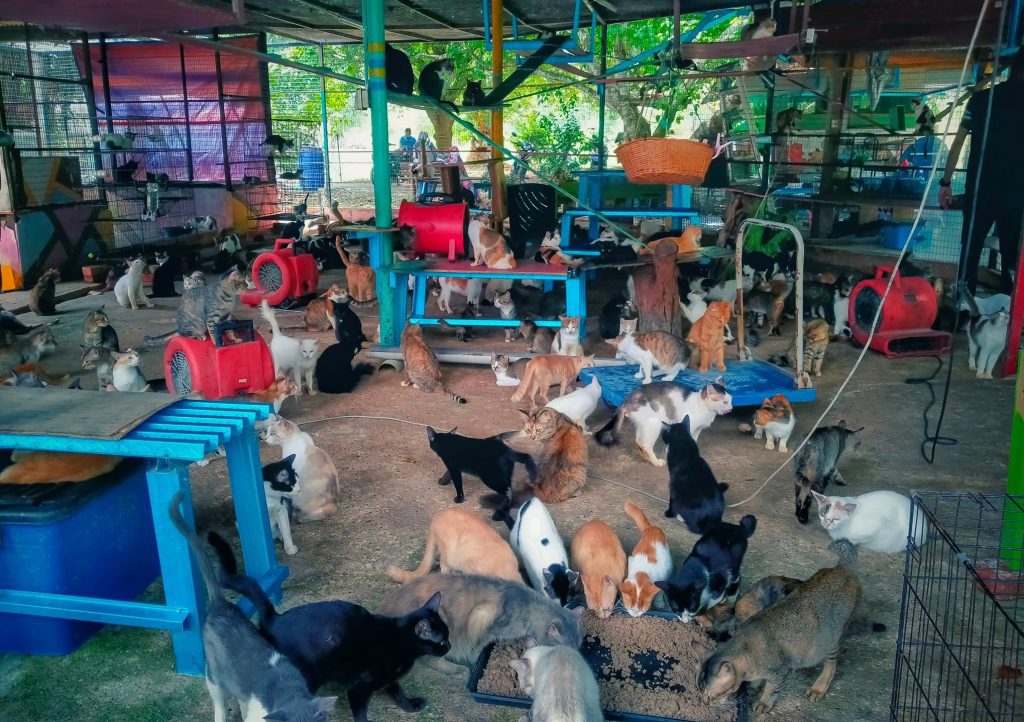 Pet adoption in Malaysia Cat adoption Dog adoption