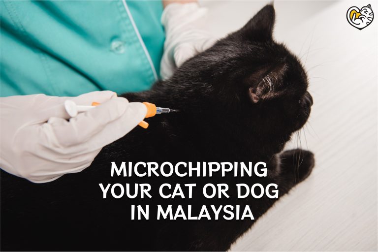 Microchipping Kucing atau Anjing Anda di Malaysia
