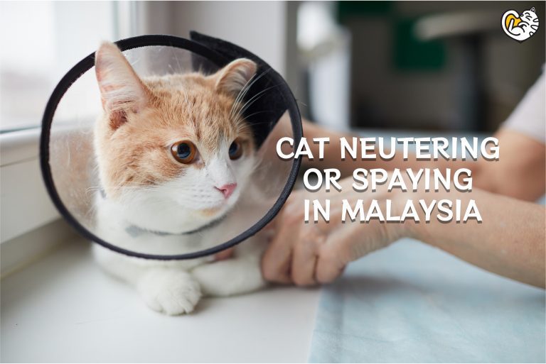 Cat Neutering or Spaying in Malaysia