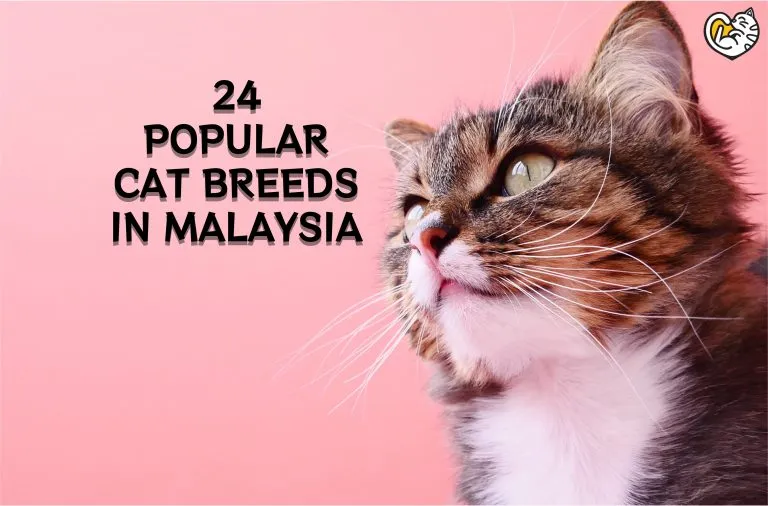 24 Popular Cat Breeds in Malaysia