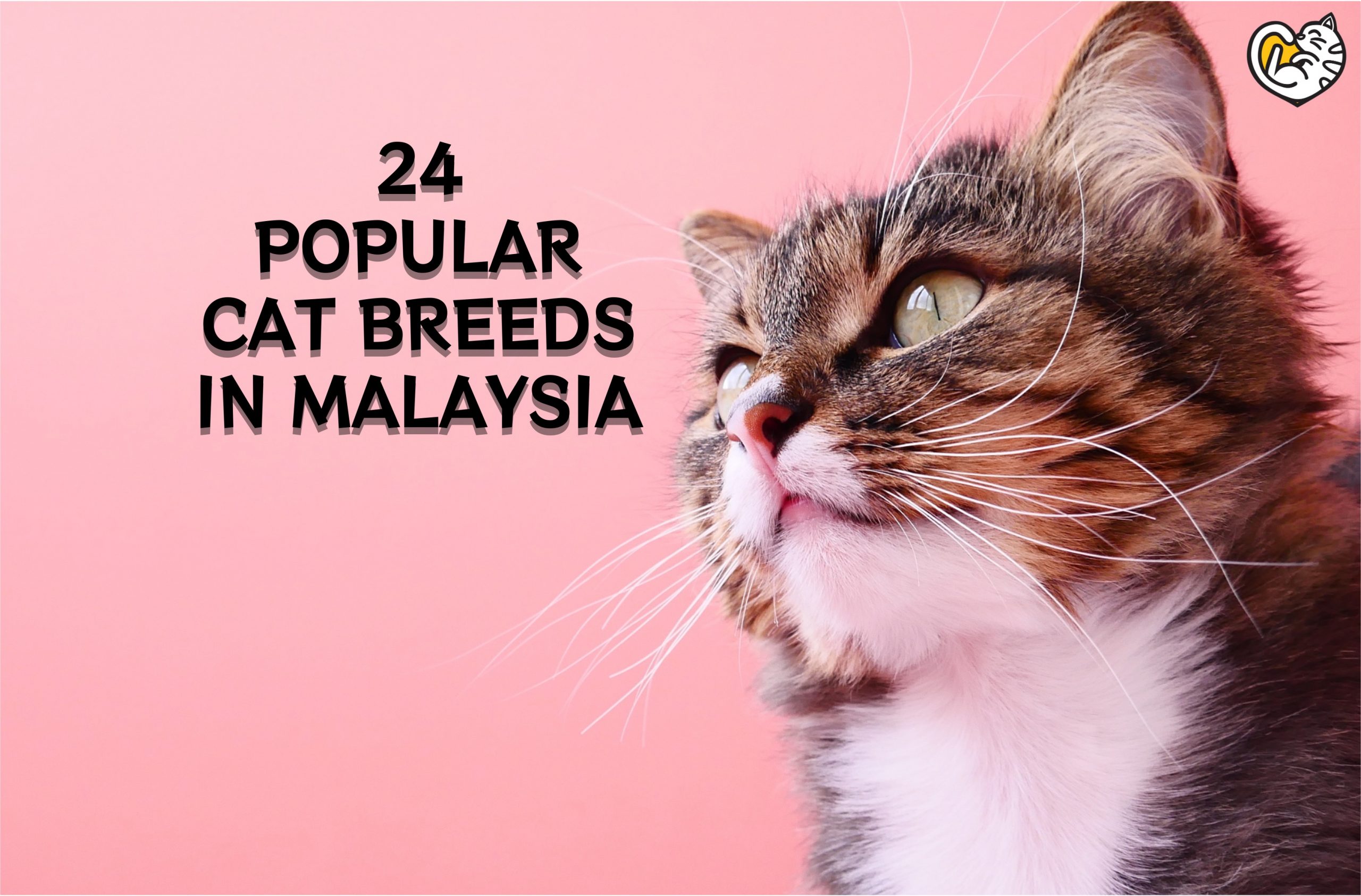 24 Baka Kucing Popular di Malaysia