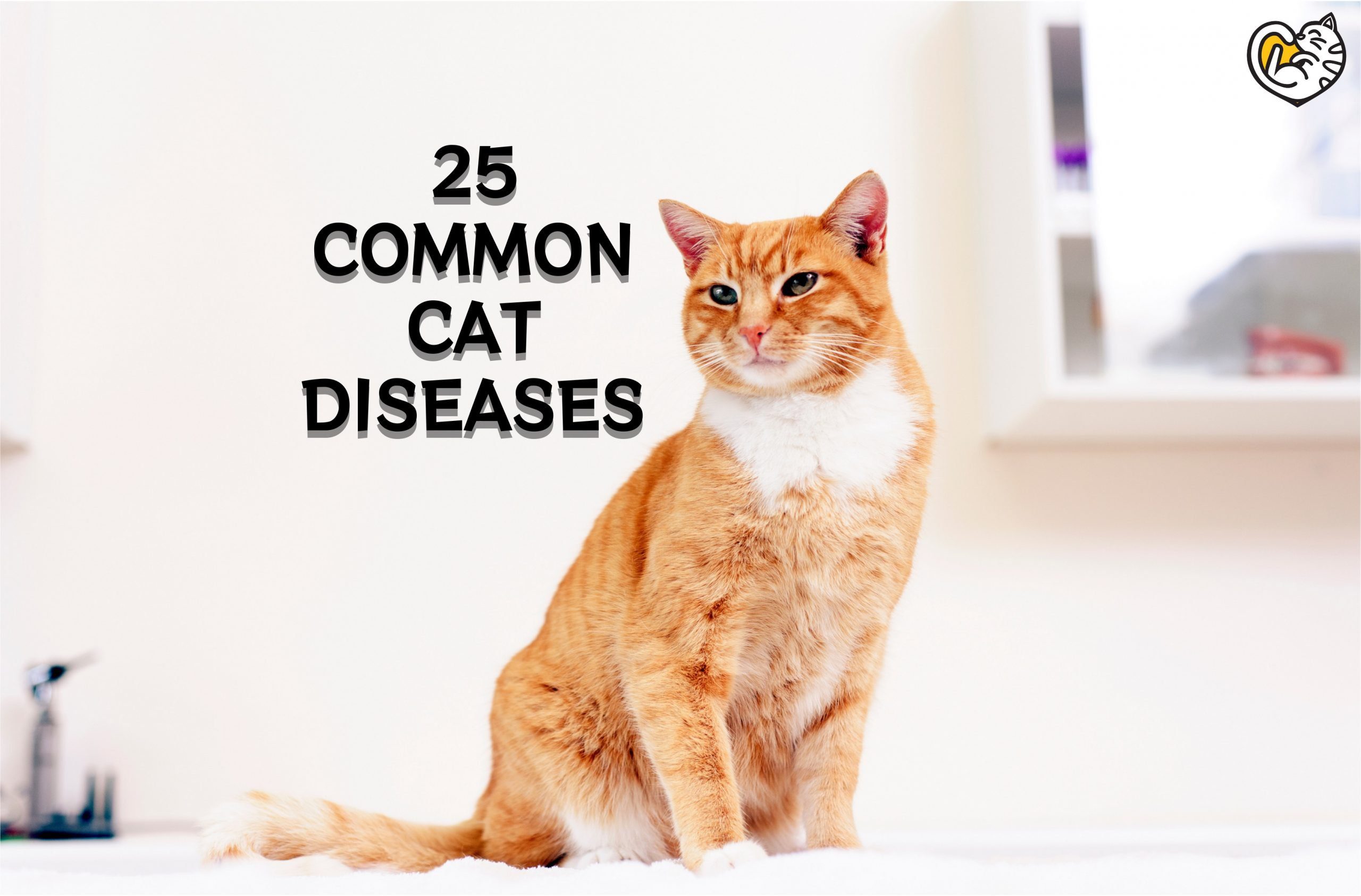 25 COMMON CAT DISEASES