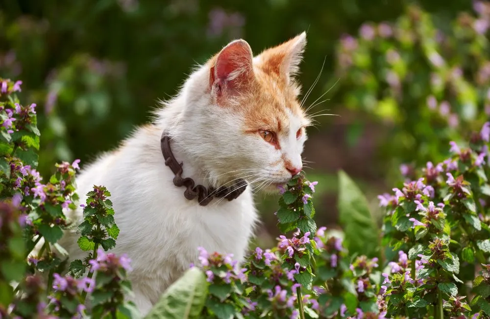 Alahan: Persekitaran