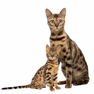 KUCING BENGAL
