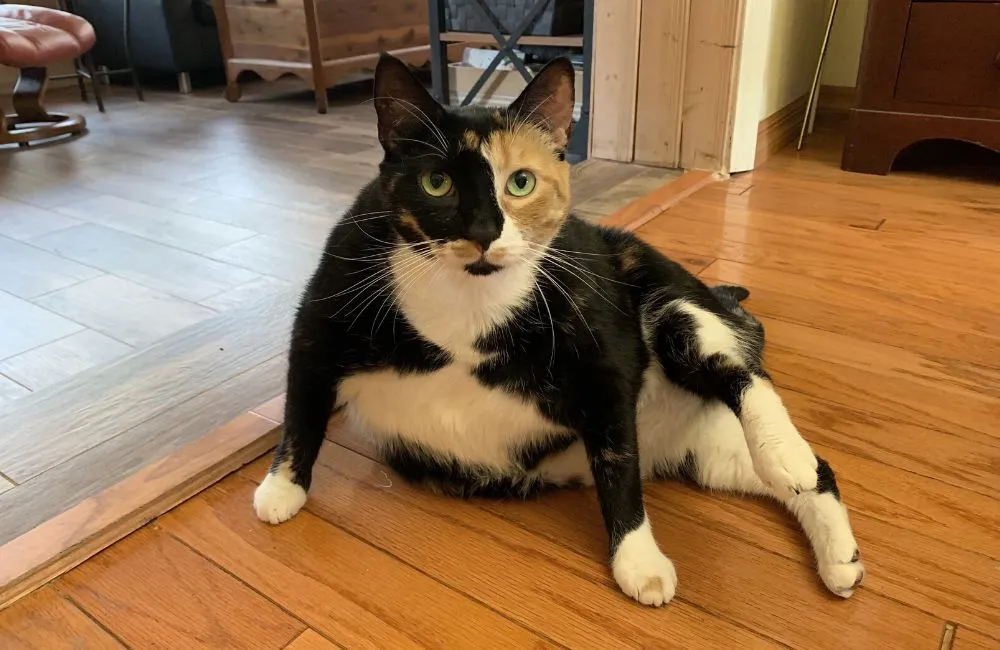 Osteoartritis Kucing