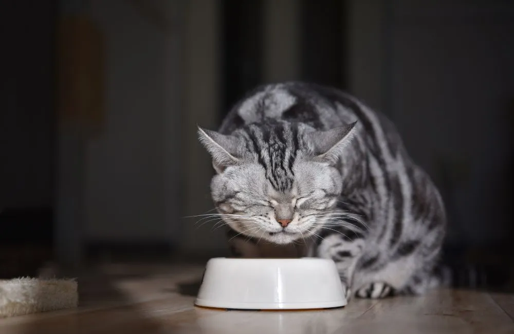 Penyakit Buah Pinggang yang Kronik