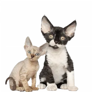 DEVON REX