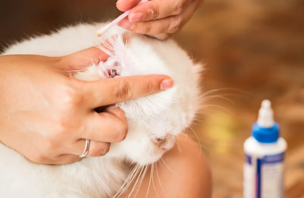 Jangkitan Hama Telinga