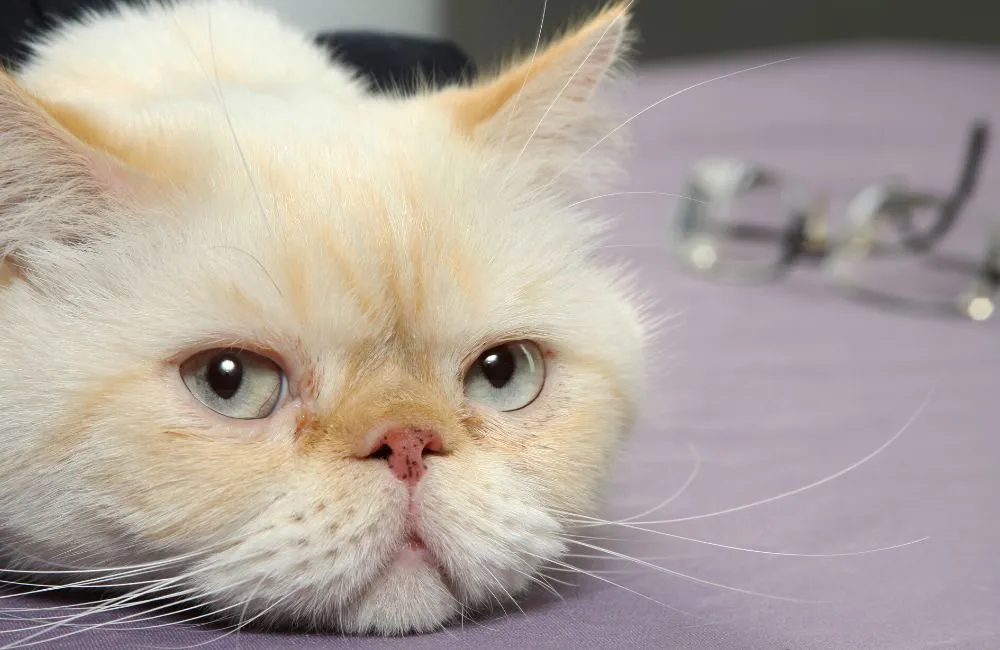 Virus Imunodefisiensi Kucing