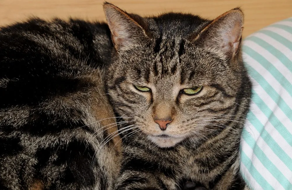 Virus Leukemia Kucing