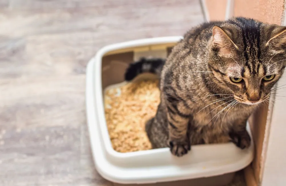 Penyakit Saluran Kencing Bawah Kucing