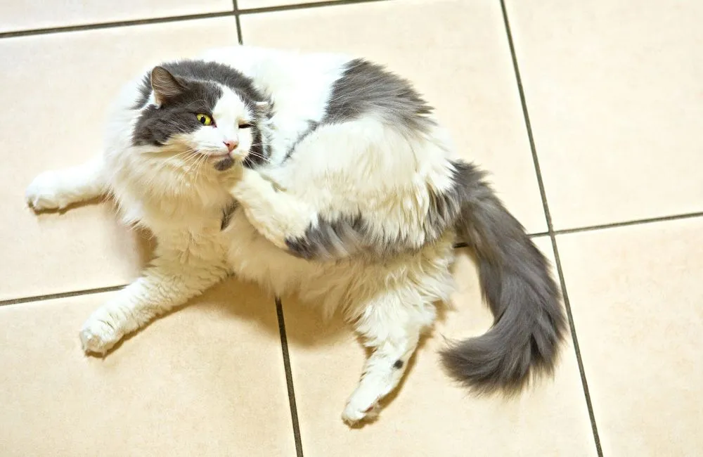 Penyakit kucing yang paling biasa: Jangkitan Kutu