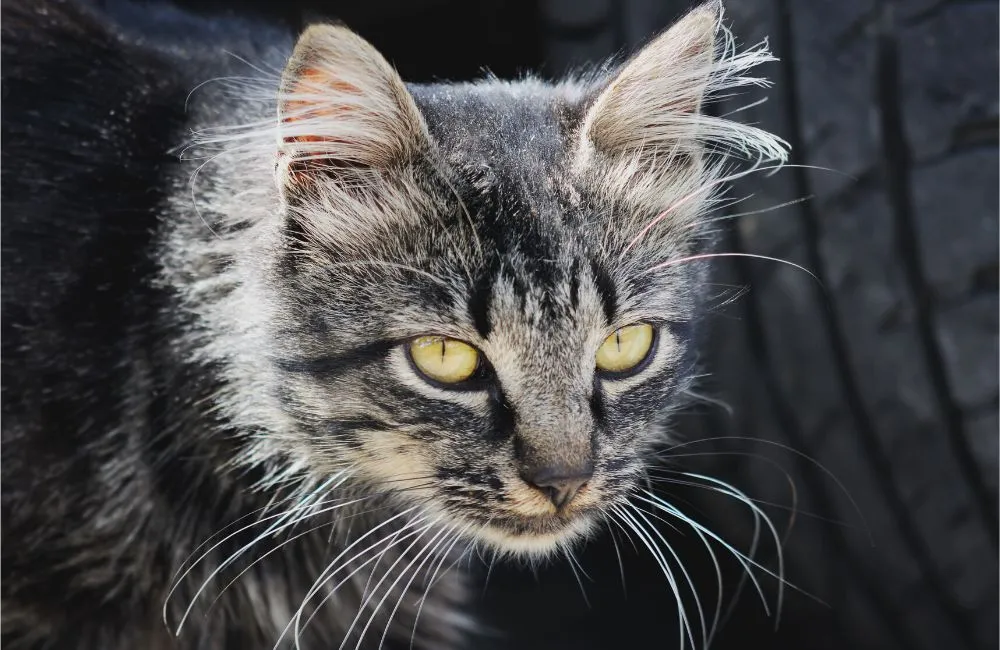 Hipertiroidisme Kucing