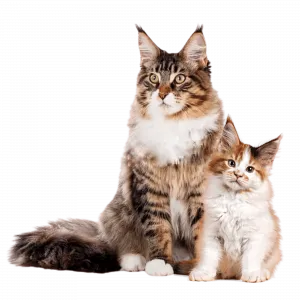 MAINE COON