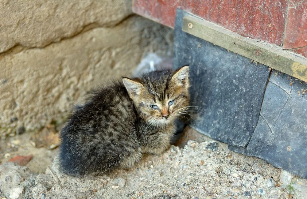 Panleukopenia kucing