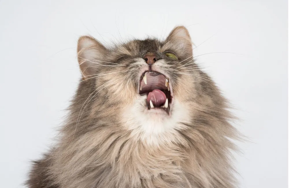 Jangkitan Pernafasan Atas Kucing