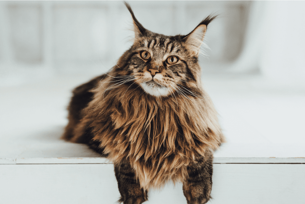 Maine Coon Adult cat