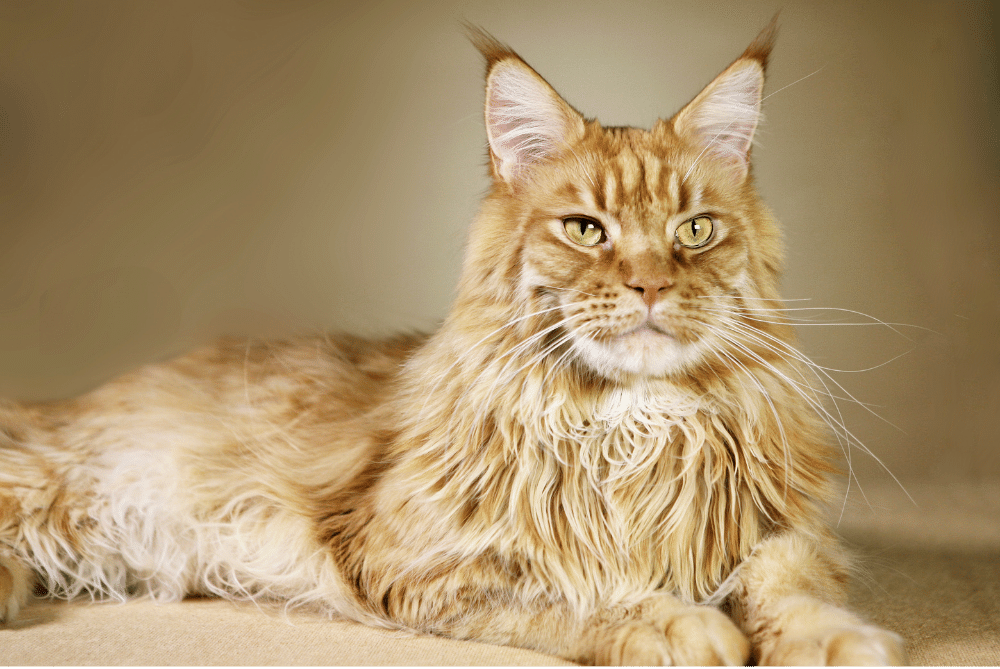 Ginger Maine Coon Malaysia