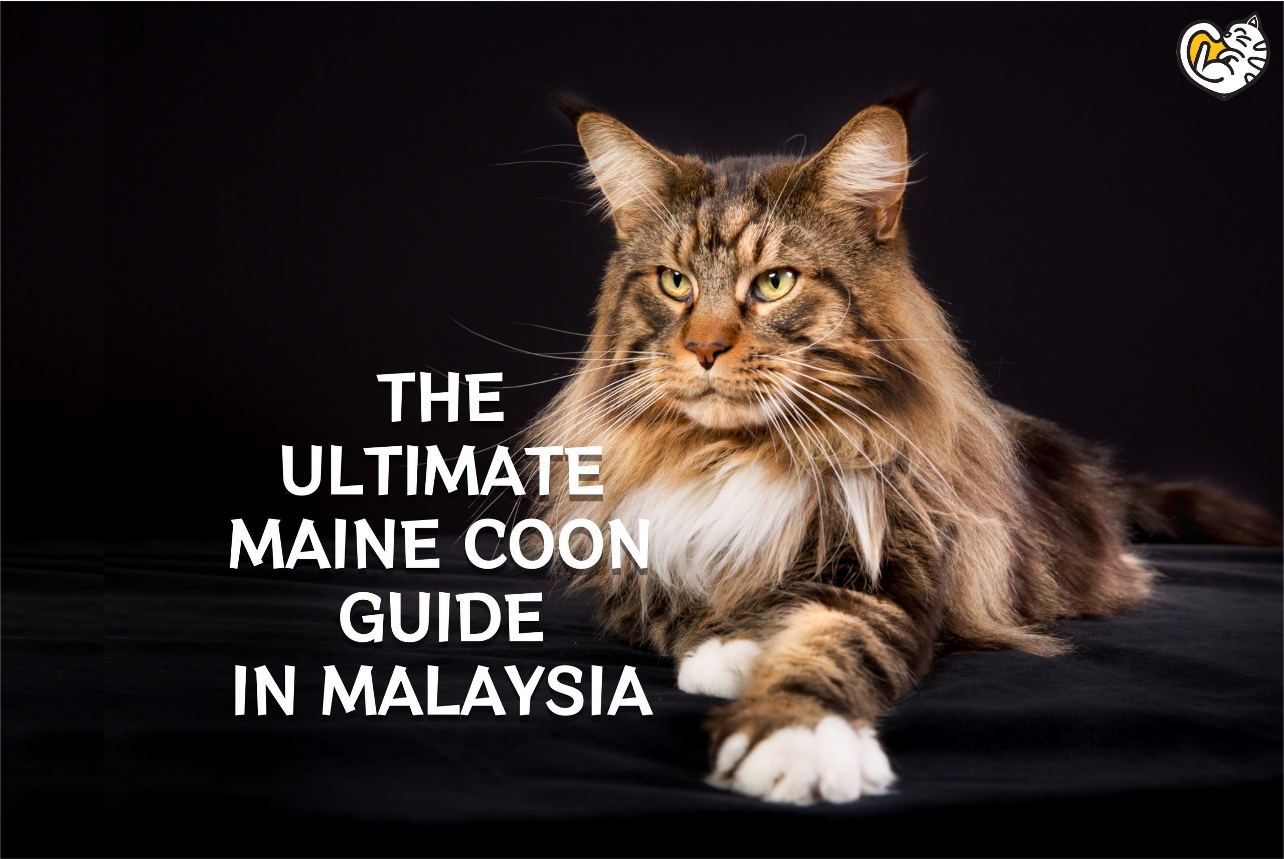 MAINE COON MALAYSIA (ULTIMATE GUIDE)