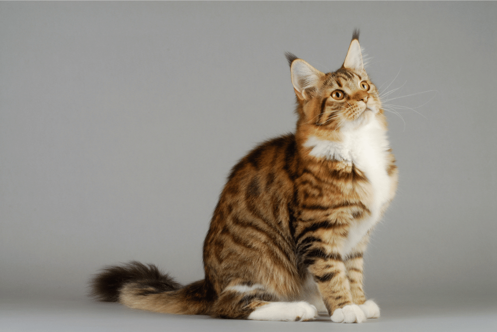 Young Maine Coon