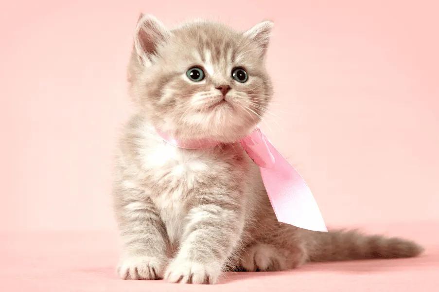 British Shorthair kitten