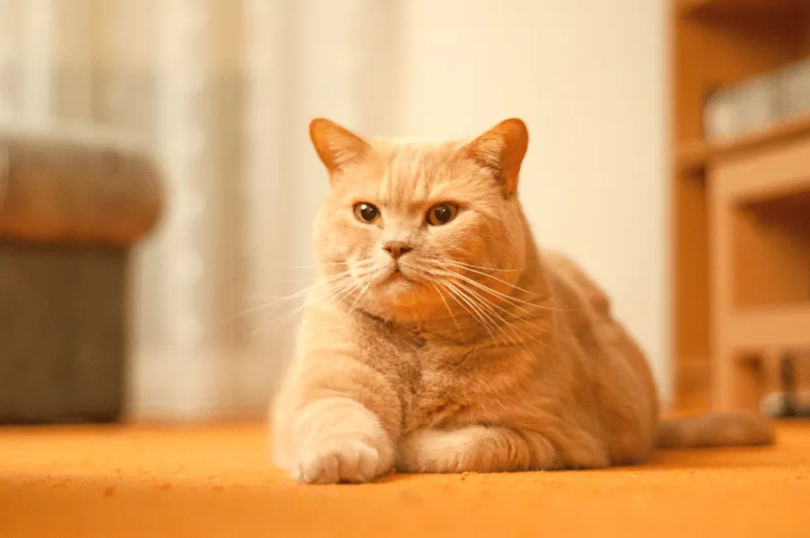 Ginger British Shorthair